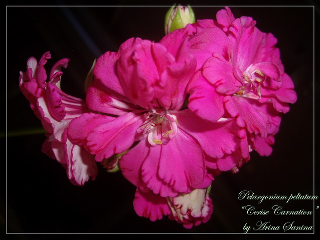 Cerise Carnation | пеларгония плющелистная | описание сорта | фотография сорта