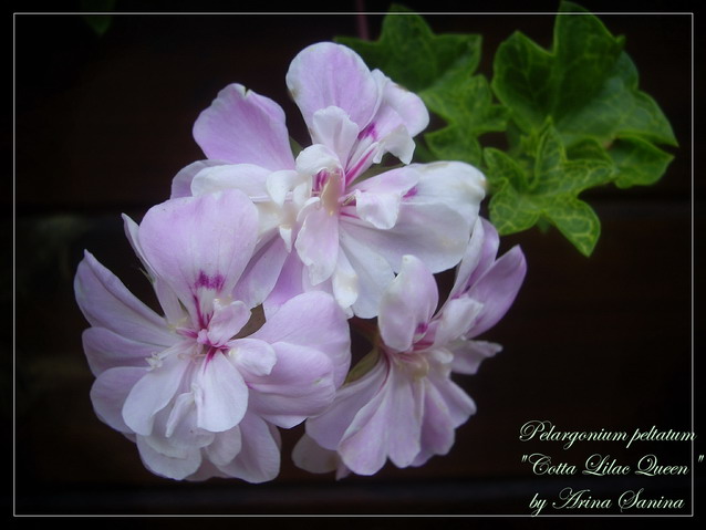 Cotta Lilac Queen | пеларгония плющелистная | описание сорта | фотография сорта