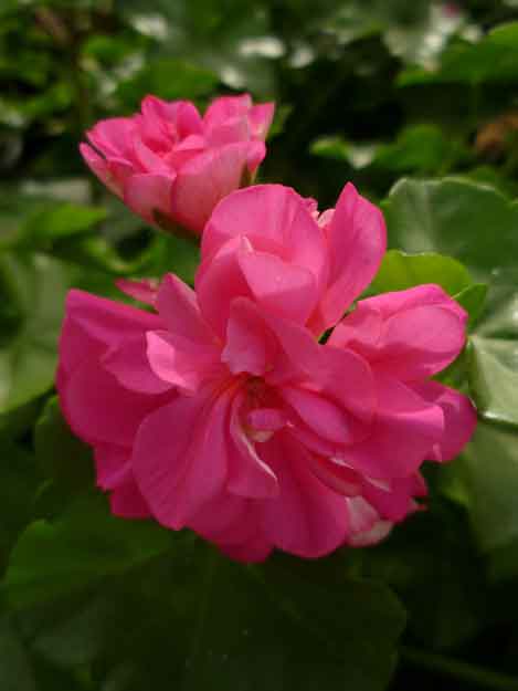 Fleur dAmour