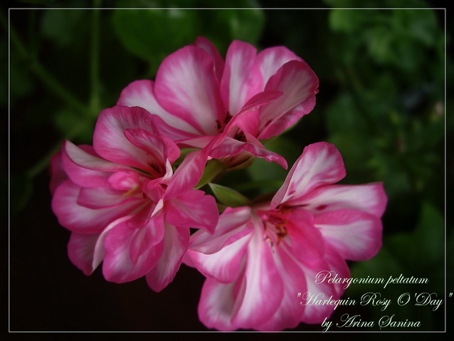 Harlequin Rosy O'Day | пеларгония плющелистная | описание сорта | фотография сорта