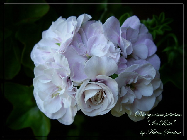 Ice Rose | пеларгония плющелистная | описание сорта | фотография сорта