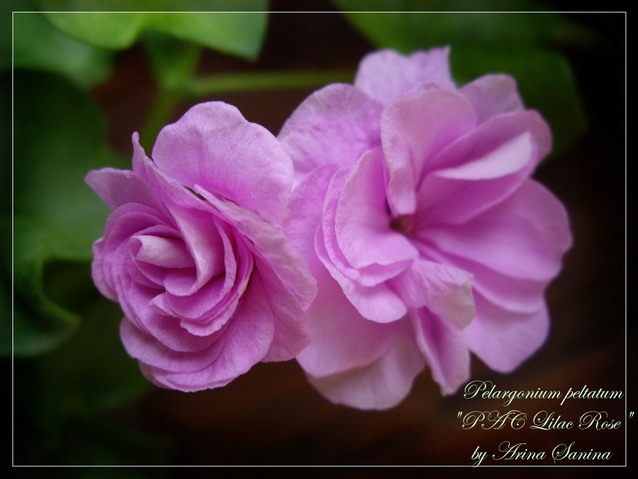 PAC Lilac Rose | пеларгония плющелистная | описание сорта | фотография сорта