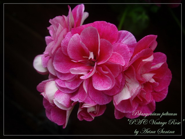 PAC Vintage Rose | пеларгония плющелистная | описание сорта | фотография сорта