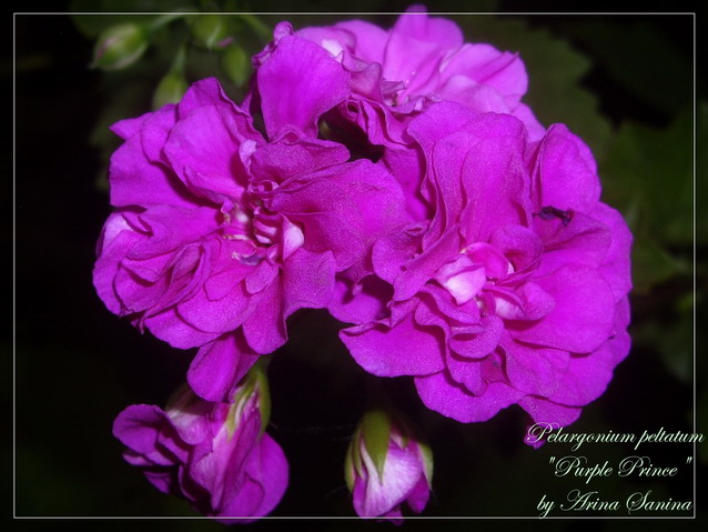 Purple Prince | пеларгония плющелистная | описание сорта | фотография сорта