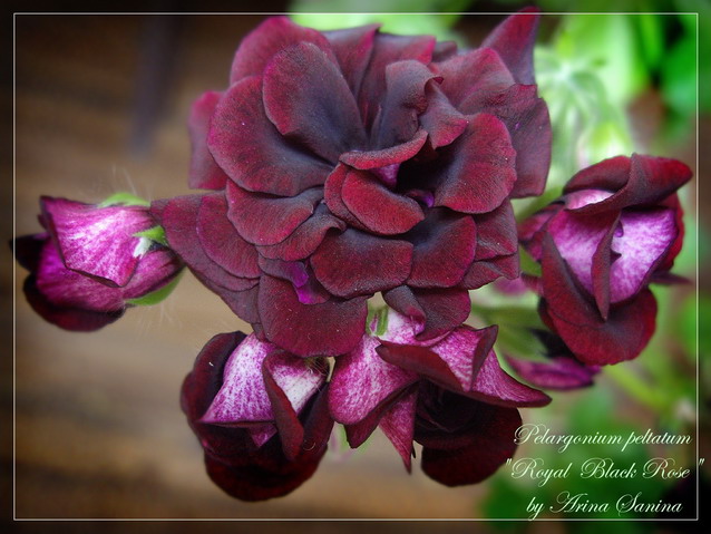 Royal Black Rose | пеларгония плющелистная | описание сорта | фотография сорта