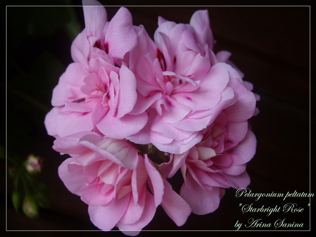 Starbright Rose | пеларгония плющелистная | описание сорта | фотография сорта