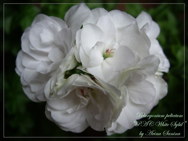 White Sybil | пеларгония плющелистная | описание сорта | фотография сорта